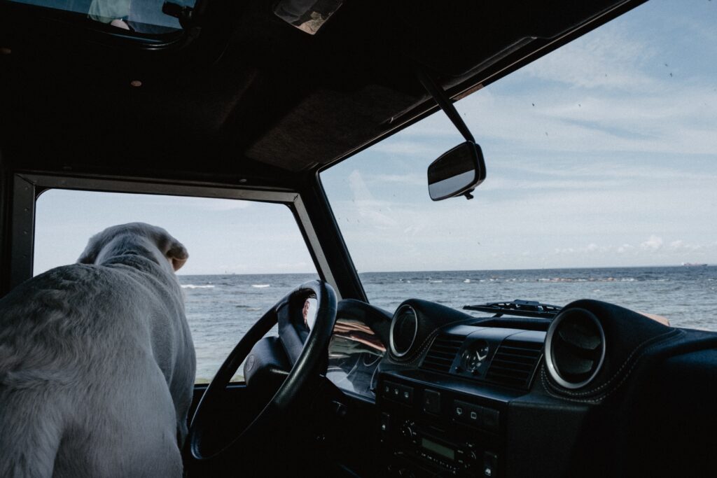 Un chien dans une voiture avec vue sur la mer 